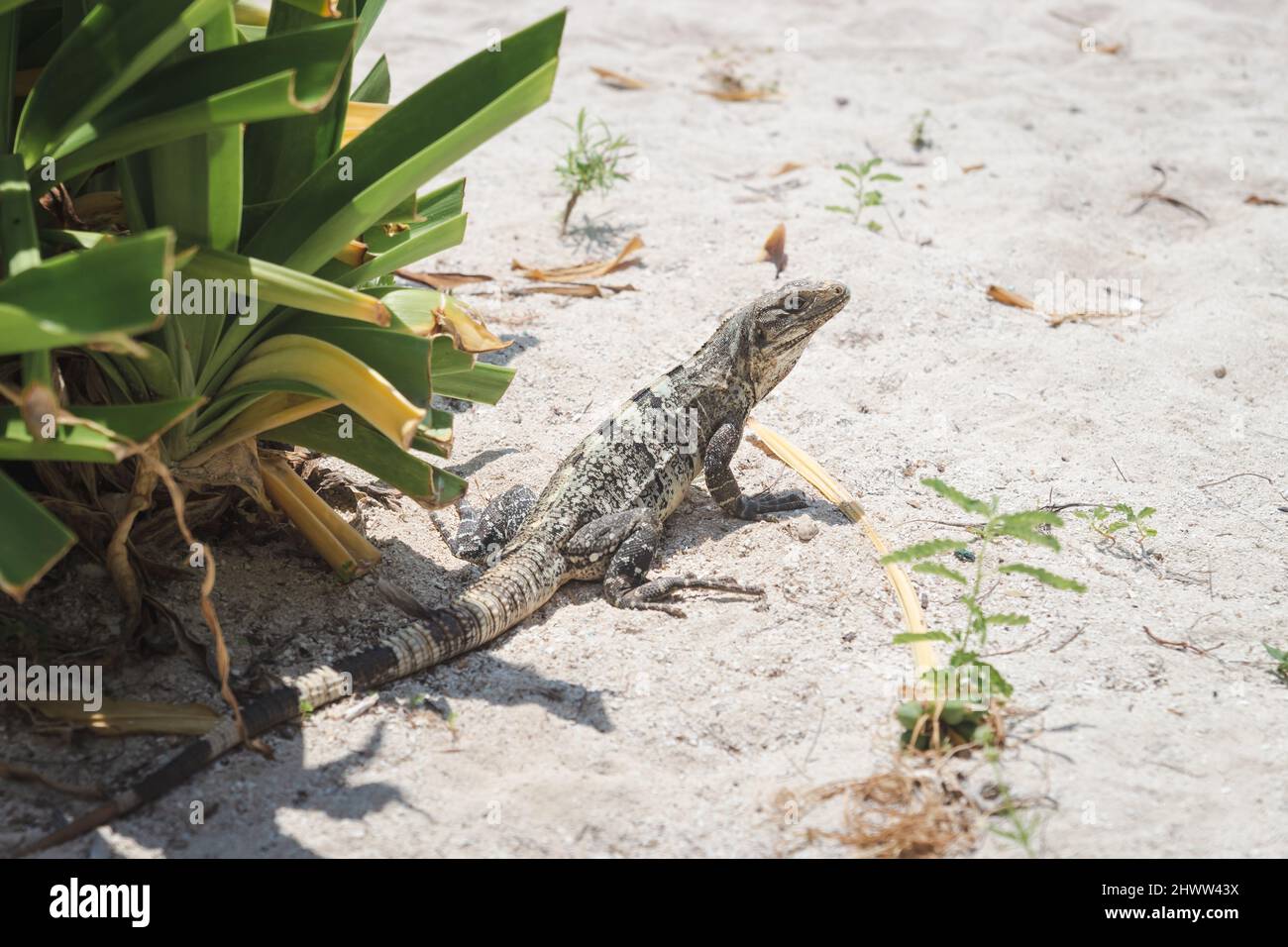 Close-up of black spiny-tailed iguana, black iguana, latin name 'Ctenosaura Similis', at a sunny beach in Caye Caulker, Belize Stock Photo