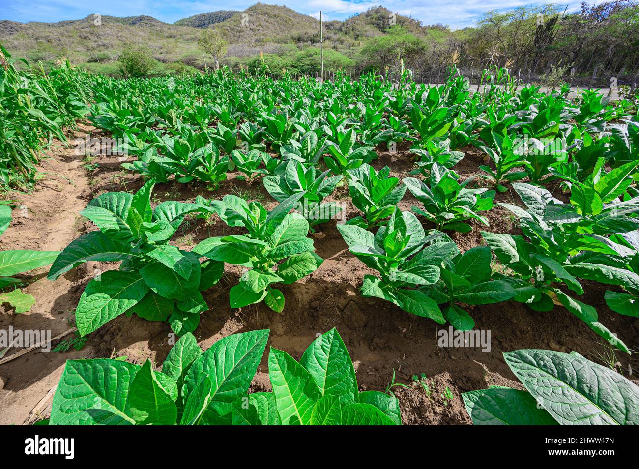 Chewing tobacco leaves hi-res stock photography and images