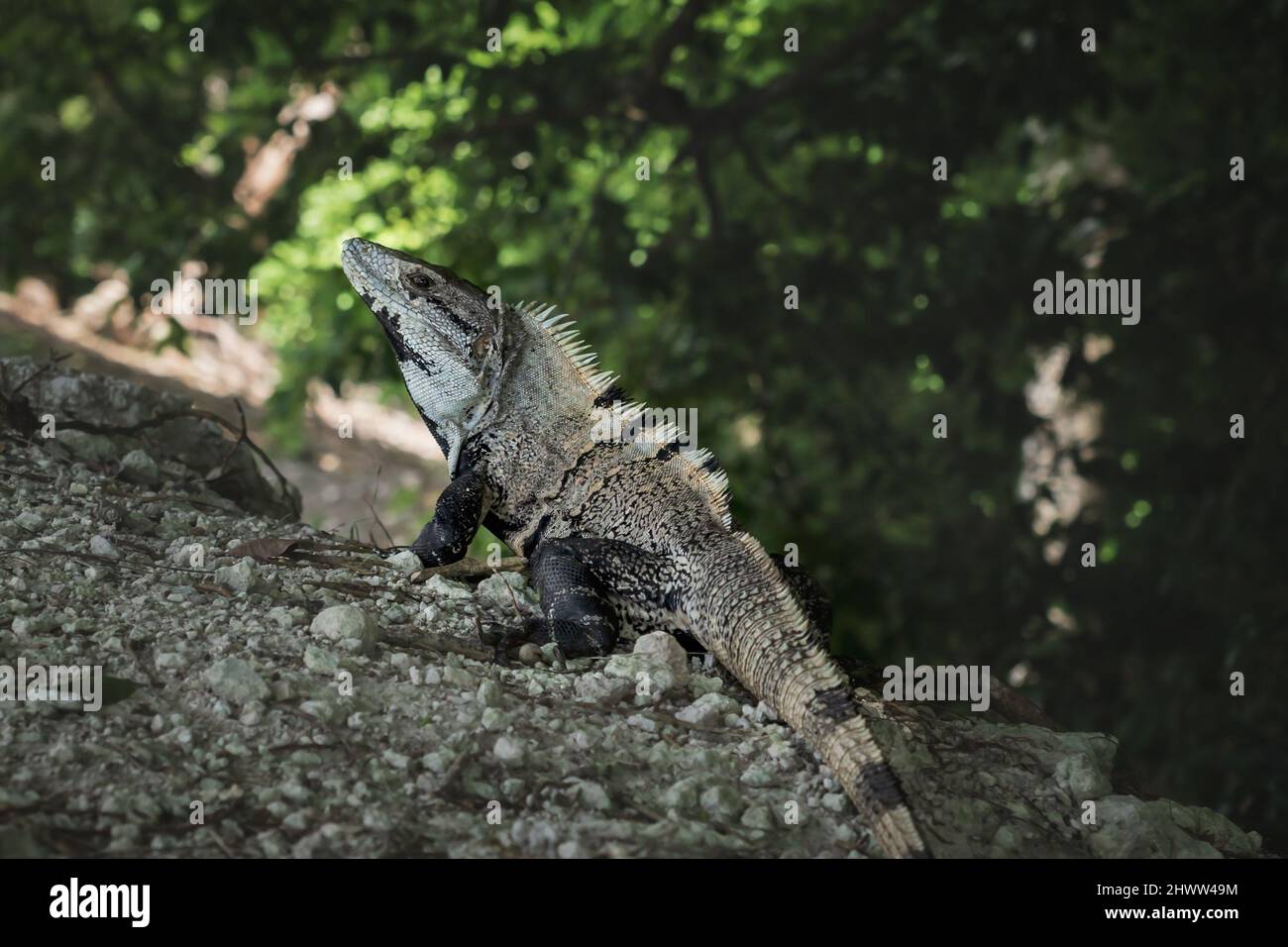 Posing Black spiny-tailed iguana, black iguana, latin name 'Ctenosaura Similis', on stones in tropical forest, Belize Stock Photo