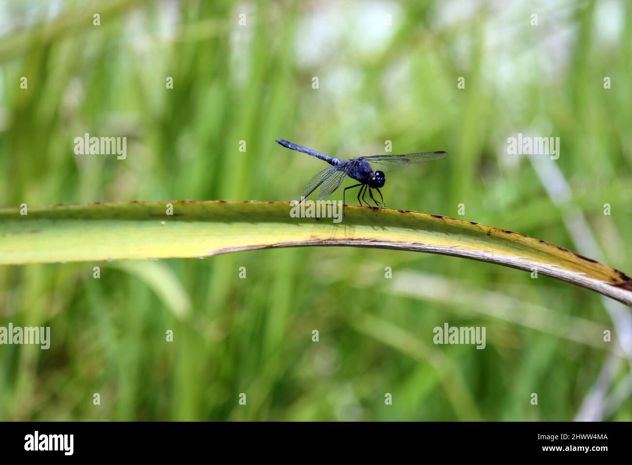Closeup of a dragonfly after landing. The photo is a top-down view, Its wings are transparent blue. The landing was on a bush beside a river. Stock Photo