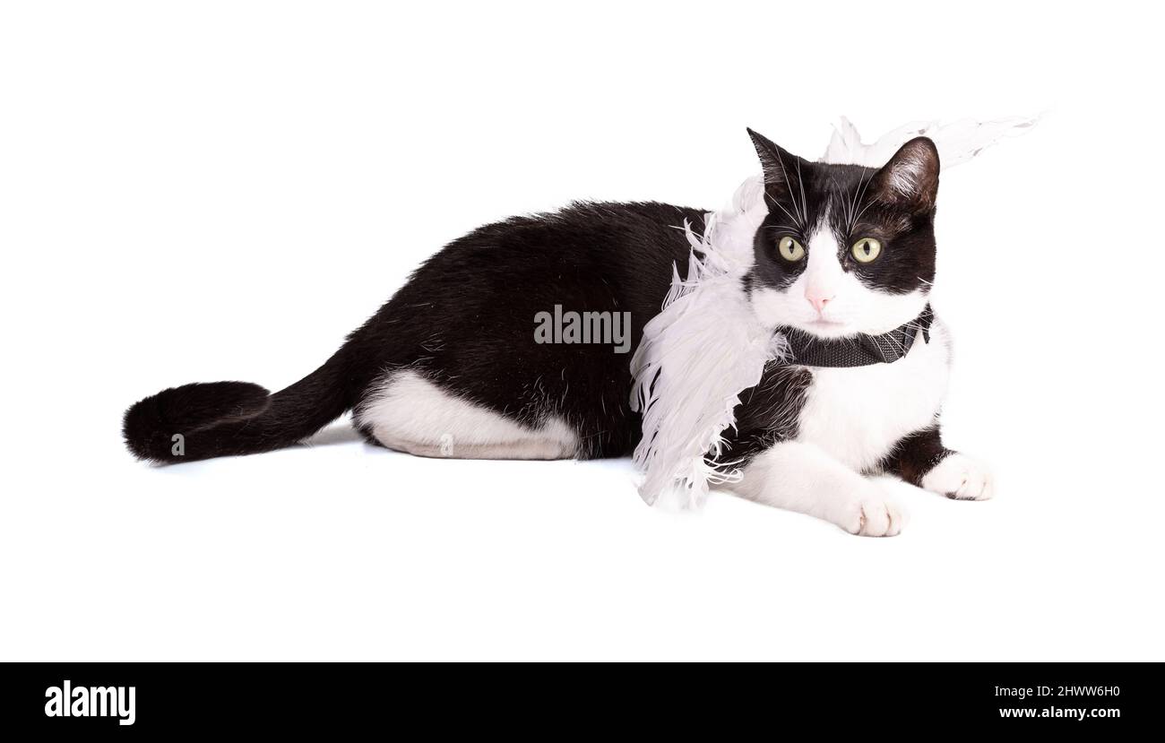 Portrait of a nice black and white cat on a white background Stock Photo
