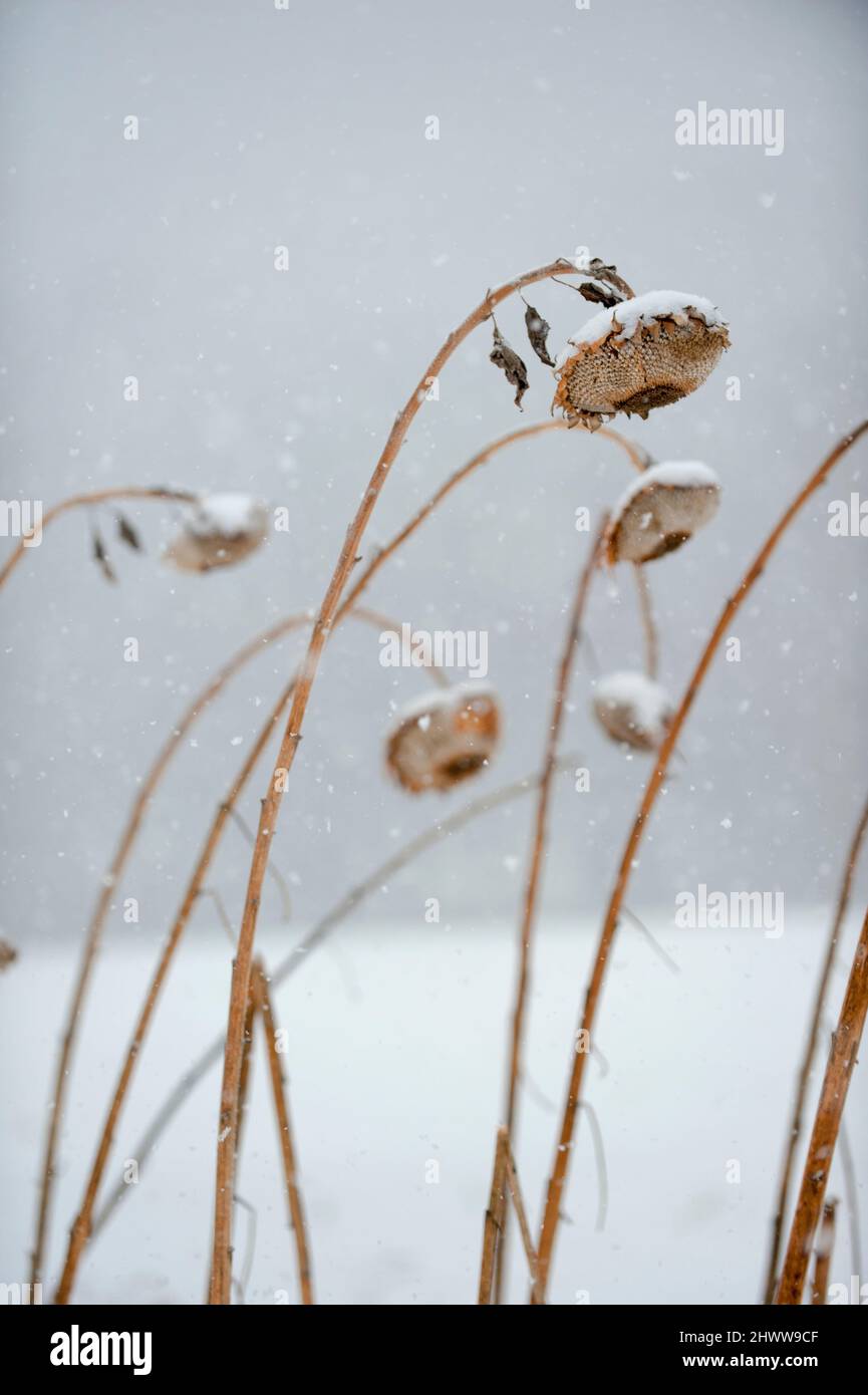 Frozen sunflowers hires stock photography and images Alamy