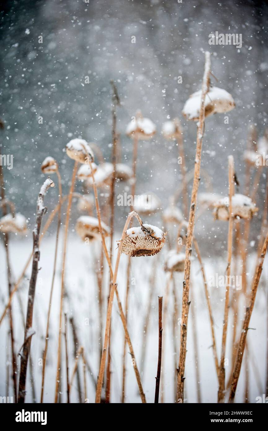 Sunflowers snow winter hires stock photography and images Alamy