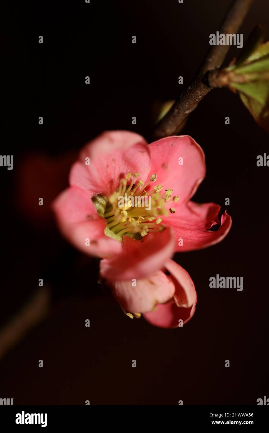 Red flower blossom close up chaenomeles speciosa family rosaceae background modern high quality big sizes metal print Stock Photo