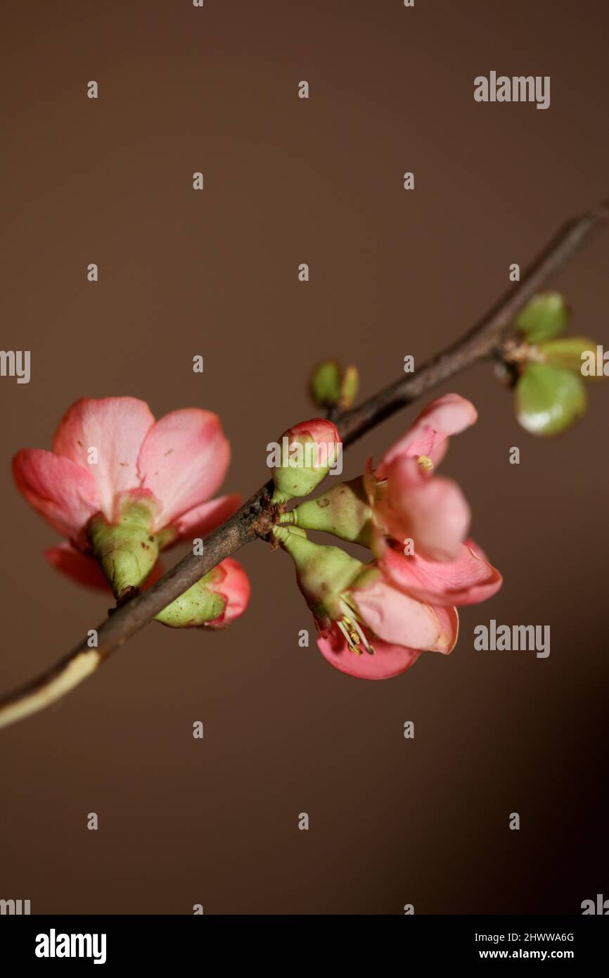 Red flower blossom close up chaenomeles speciosa family rosaceae background modern high quality big sizes metal print Stock Photo