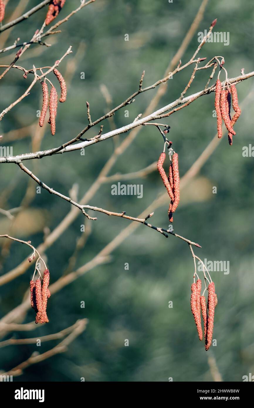 Brown alder catkins on the green blurred background, spring - alnus glutinosa Stock Photo