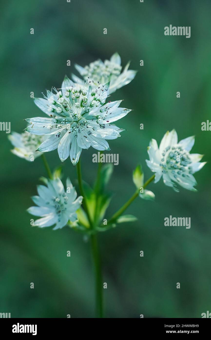 White great masterwort blooming closeup in summer, green blurred background Stock Photo