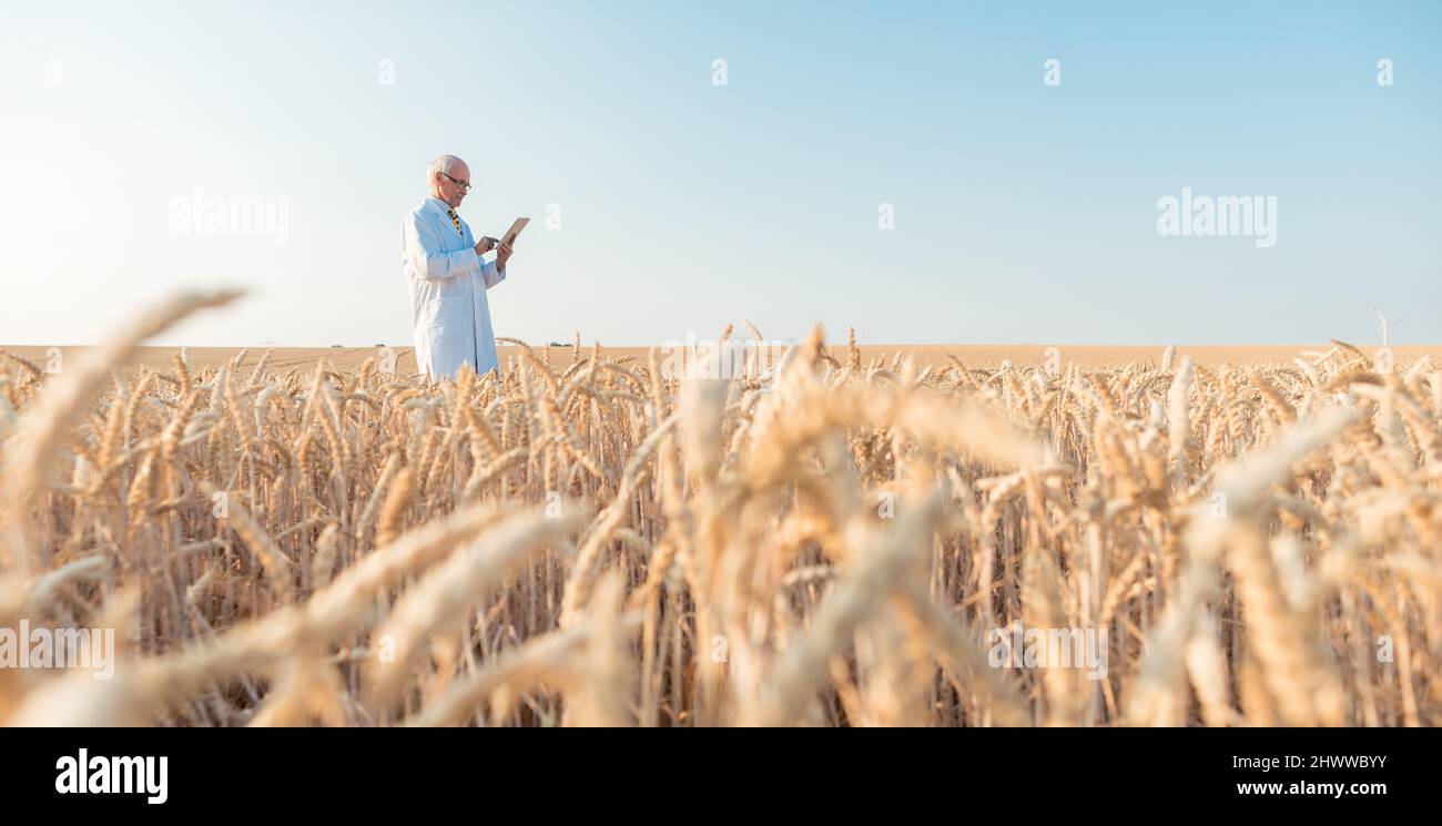 Agriculture scientist doing research in grain test field tracking data Stock Photo