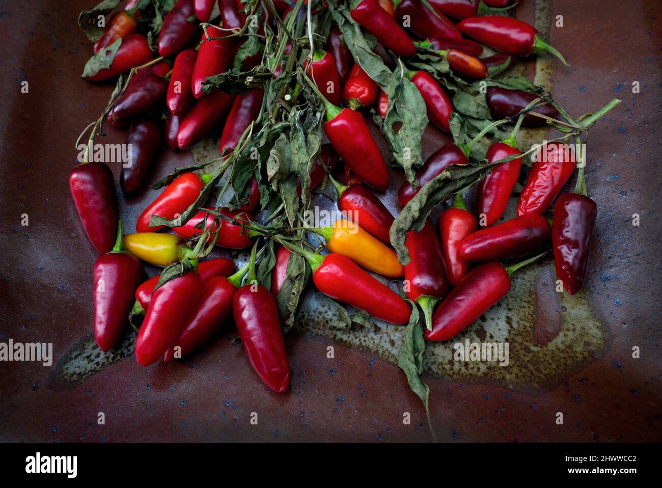 Drying multi-coloured chilis and dried leaves on a rustic ceramic dish. Stock Photo