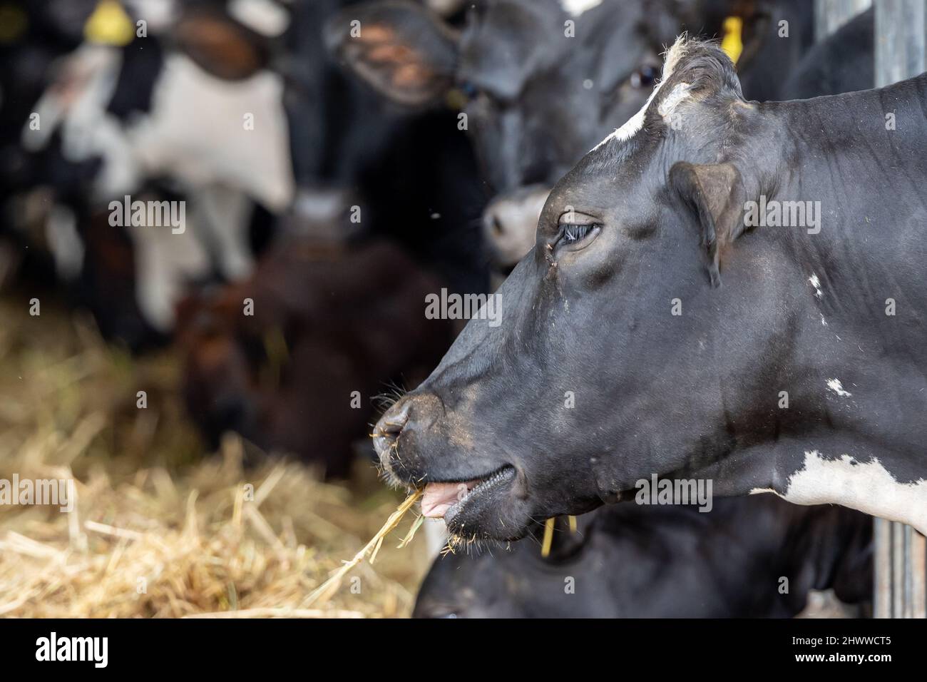 Dairy cows eating forage hi-res stock photography and images - Alamy