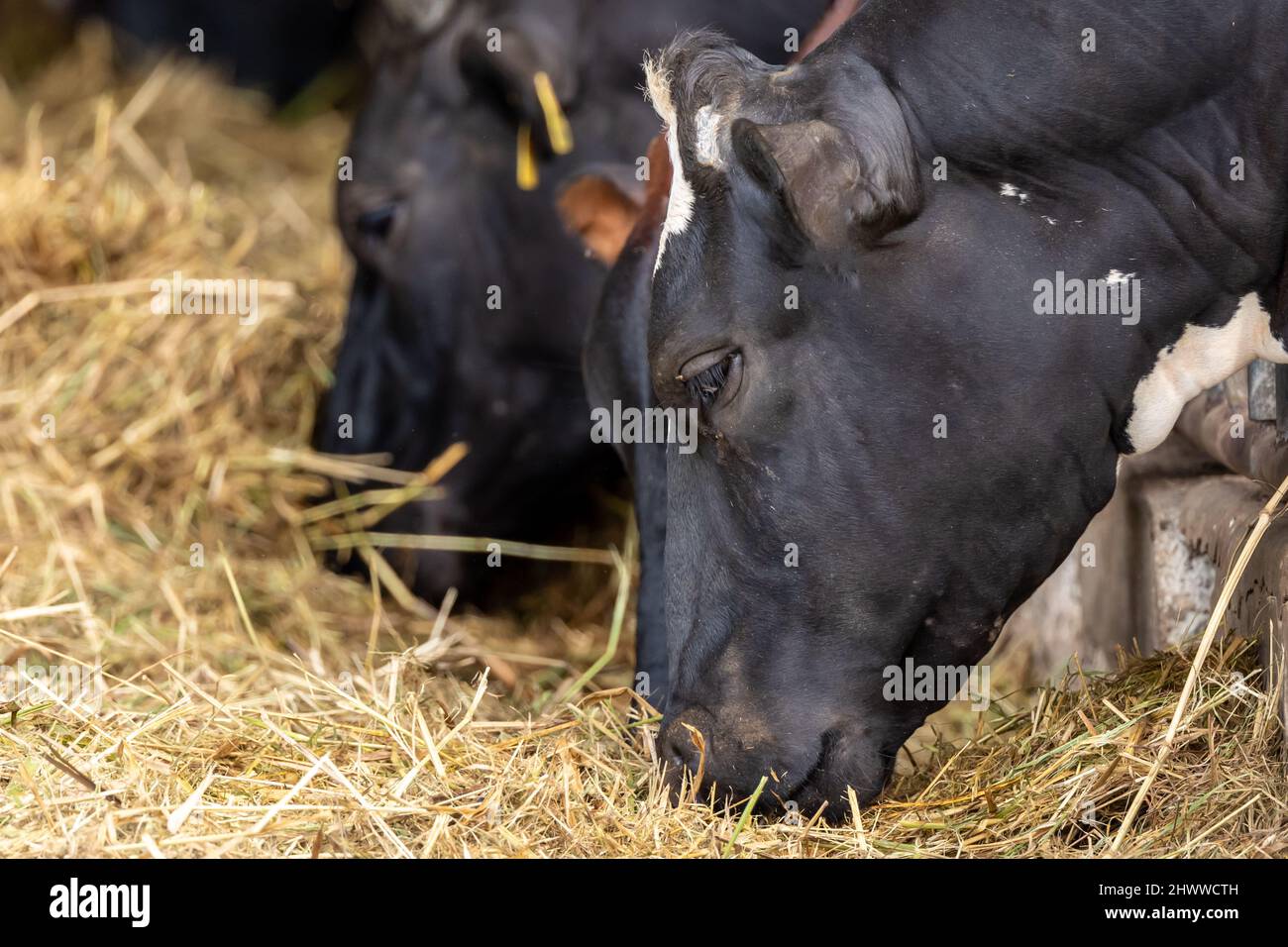 Cows on Farm , cows on a milk farm , The Cows Stock Photo Alamy