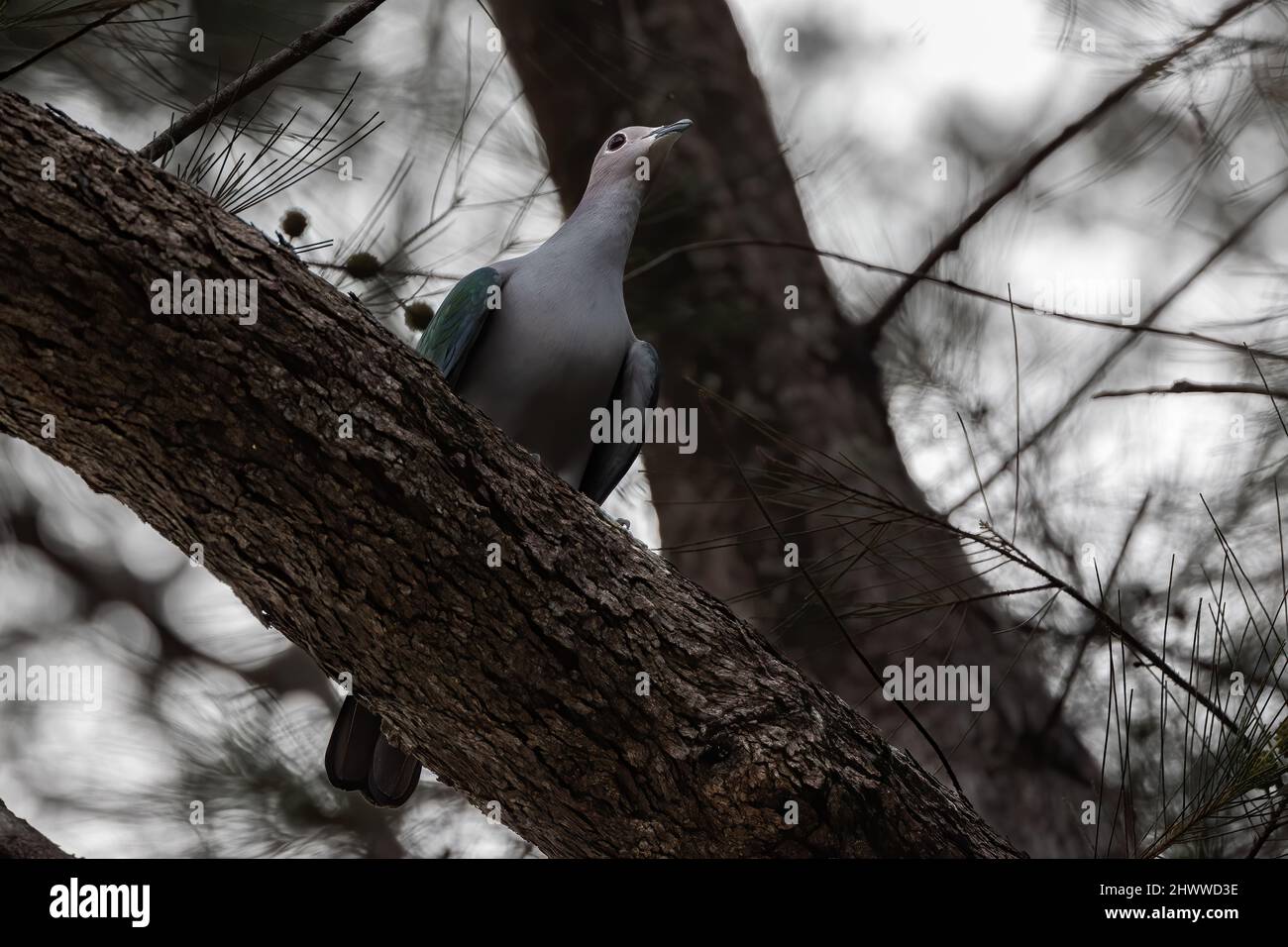 Green Imperial Pigeon perched on the tree branch. Stock Photo