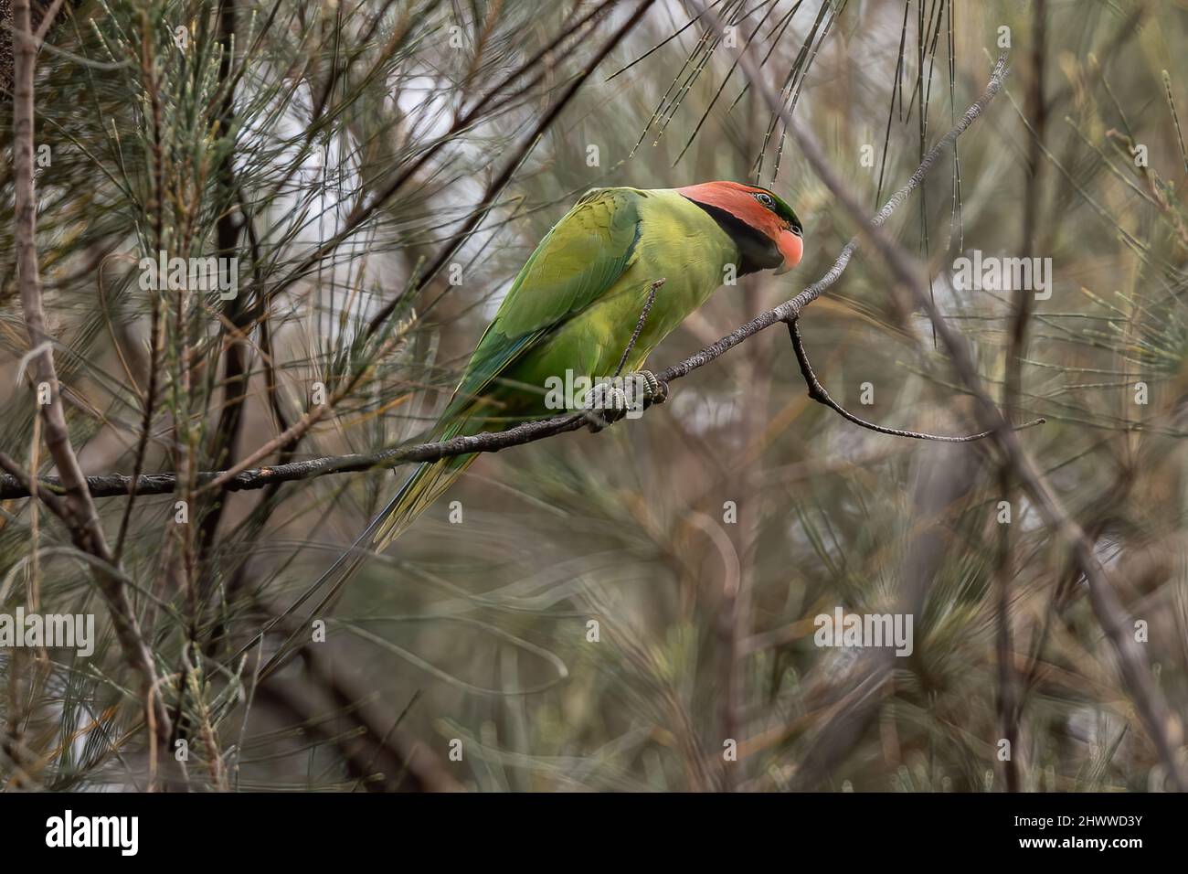 Long-Tailed Parakee perched on the tree branch. Stock Photo