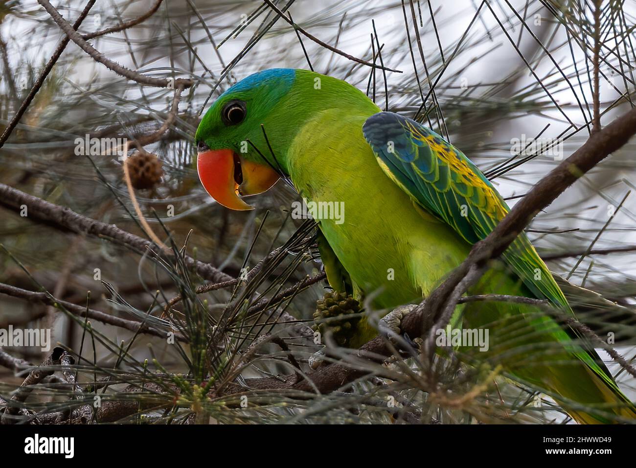 Blue-naped parrot perched on the tree branch Stock Photo - Alamy