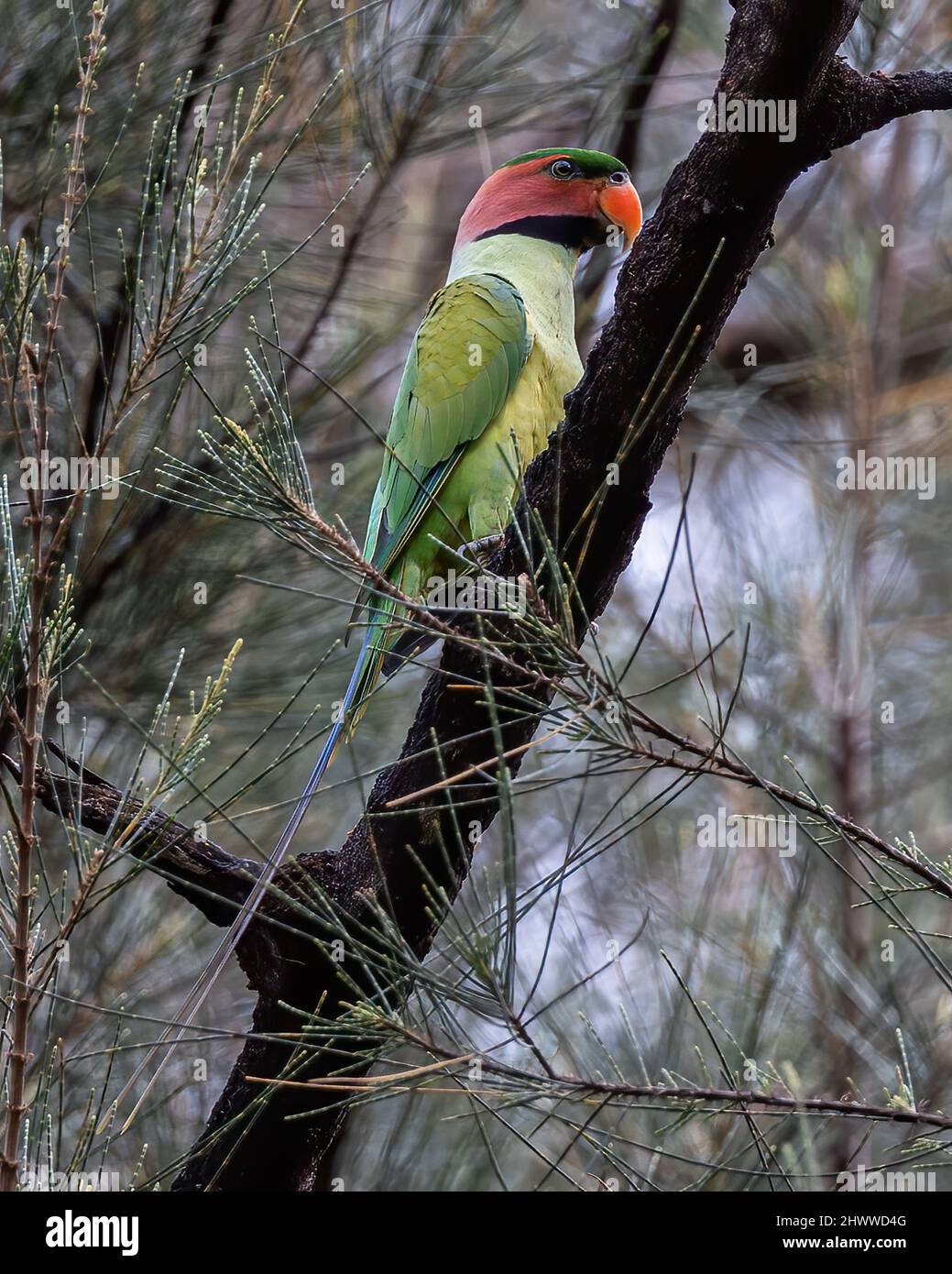 Long-Tailed Parakee perched on the tree branch. Stock Photo