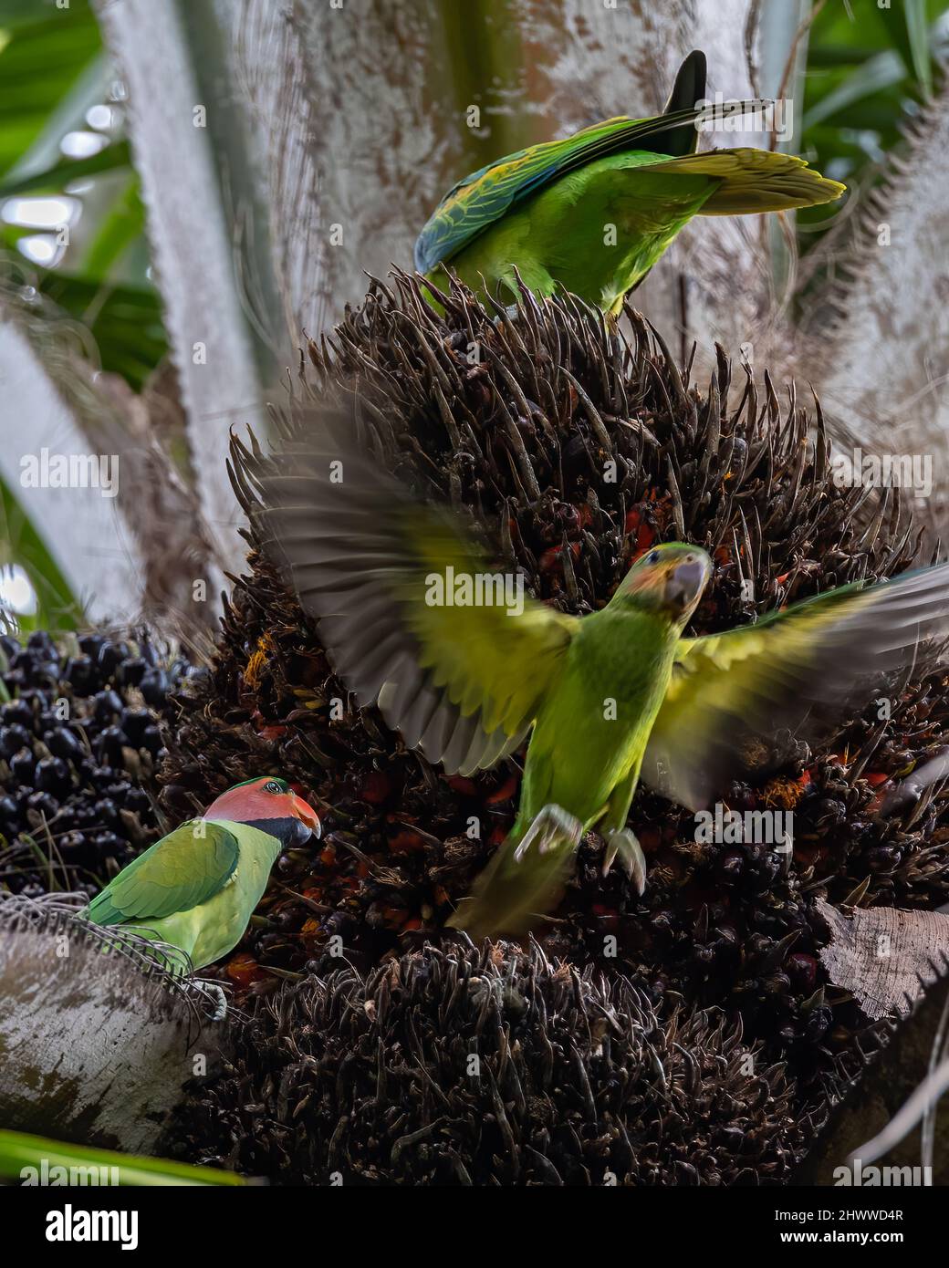 Long-Tailed Parakee perched on the tree branch. Stock Photo