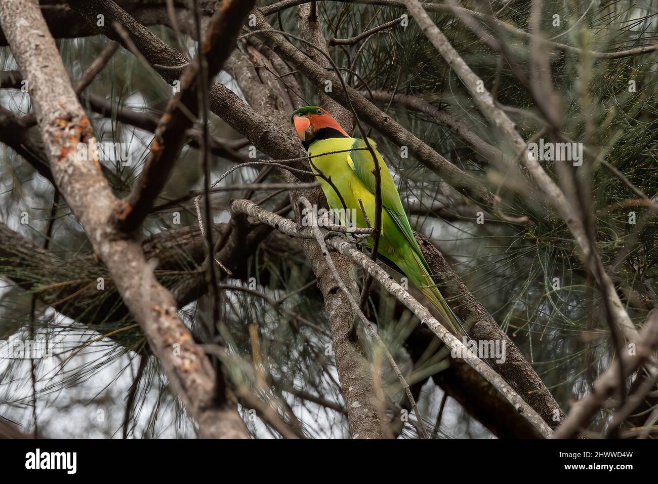 Long-Tailed Parakee perched on the tree branch. Stock Photo