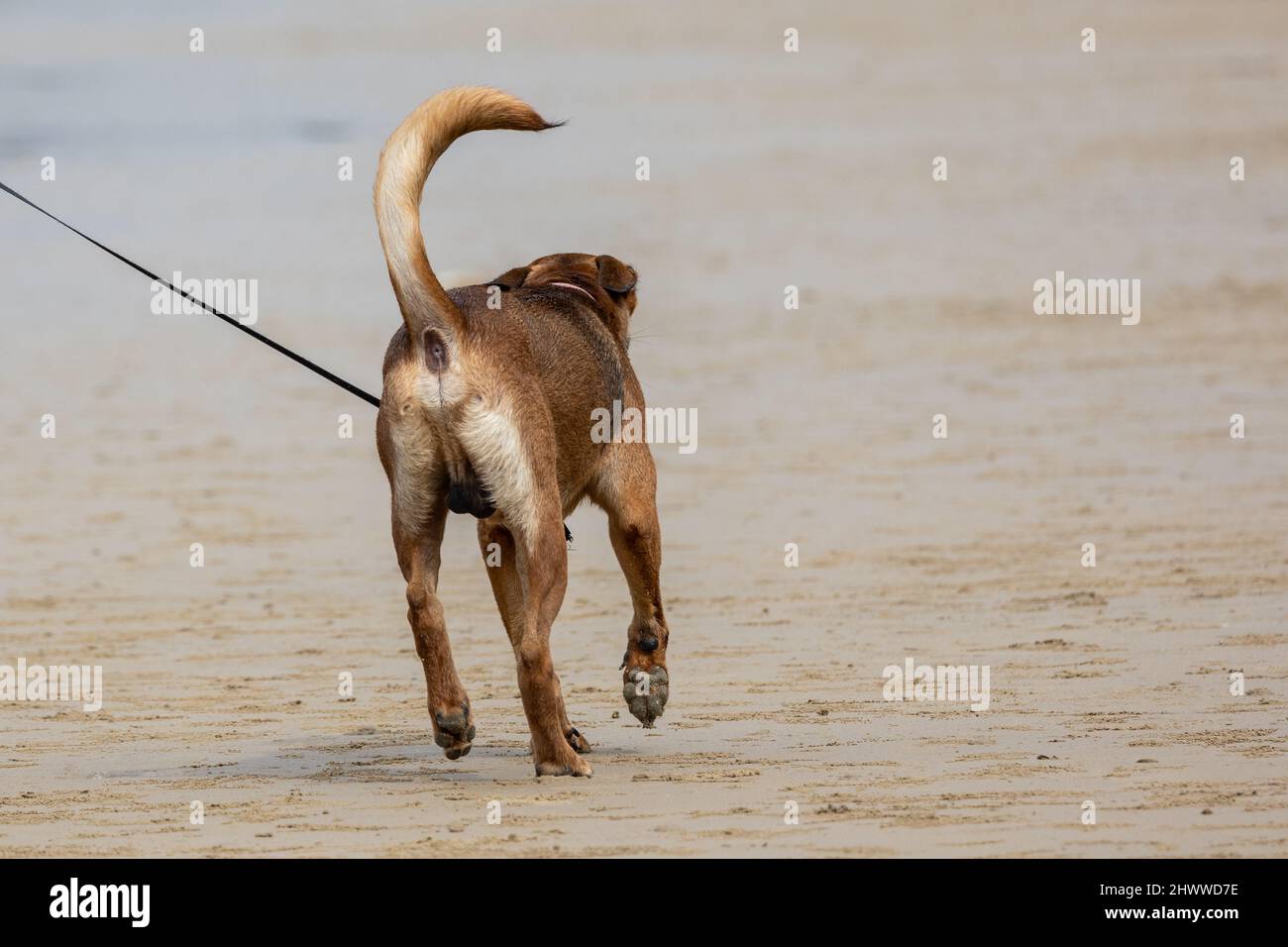 A dog with a leash walk at beach Stock Photo Alamy