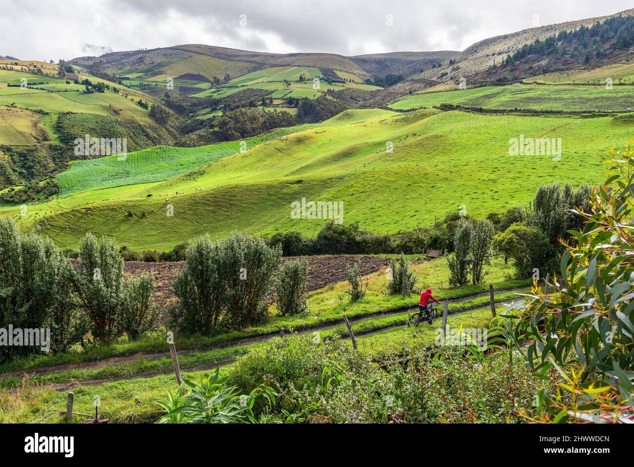 Man on bycicle on country road with green fields, hills and cows, Cayambe Coca national park, Ecuador. Stock Photo