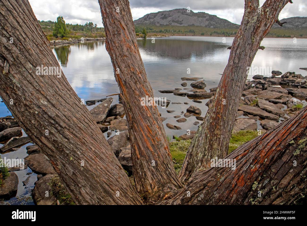 Pine Lake in Tasmania's Central Highlands Stock Photo Alamy