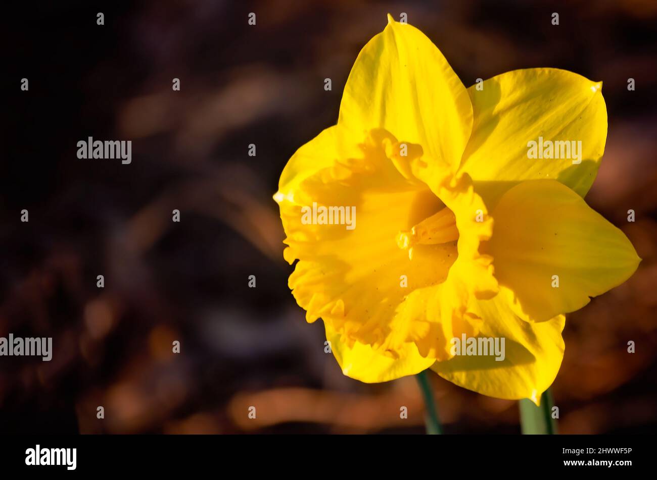 A yellow daffodil (Narcissus) blooms at Bellingrath Gardens, March 4 ...