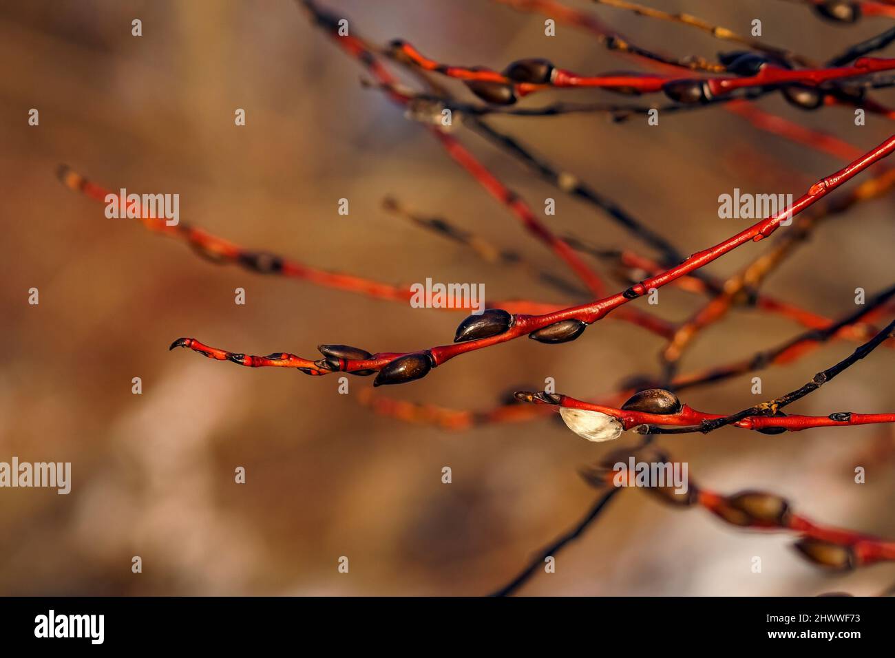 Red willow branches with springtime swollen buds closeup on blurred background Stock Photo Alamy