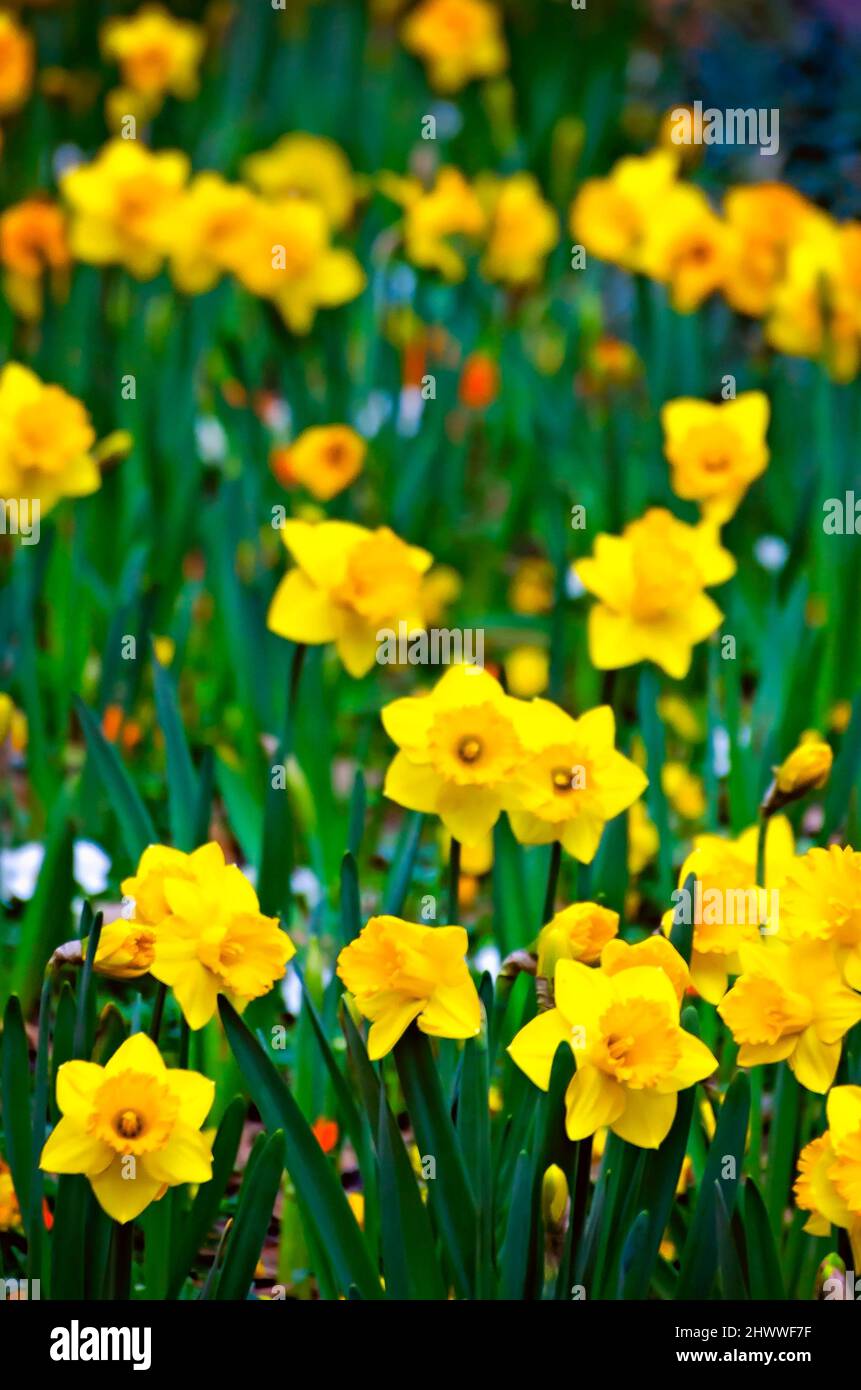 Yellow daffodils (Narcissus) bloom at Bellingrath Gardens, March 4, 2022, in Theodore, Alabama. The 65-acre gardens opened to the public in 1932. Stock Photo