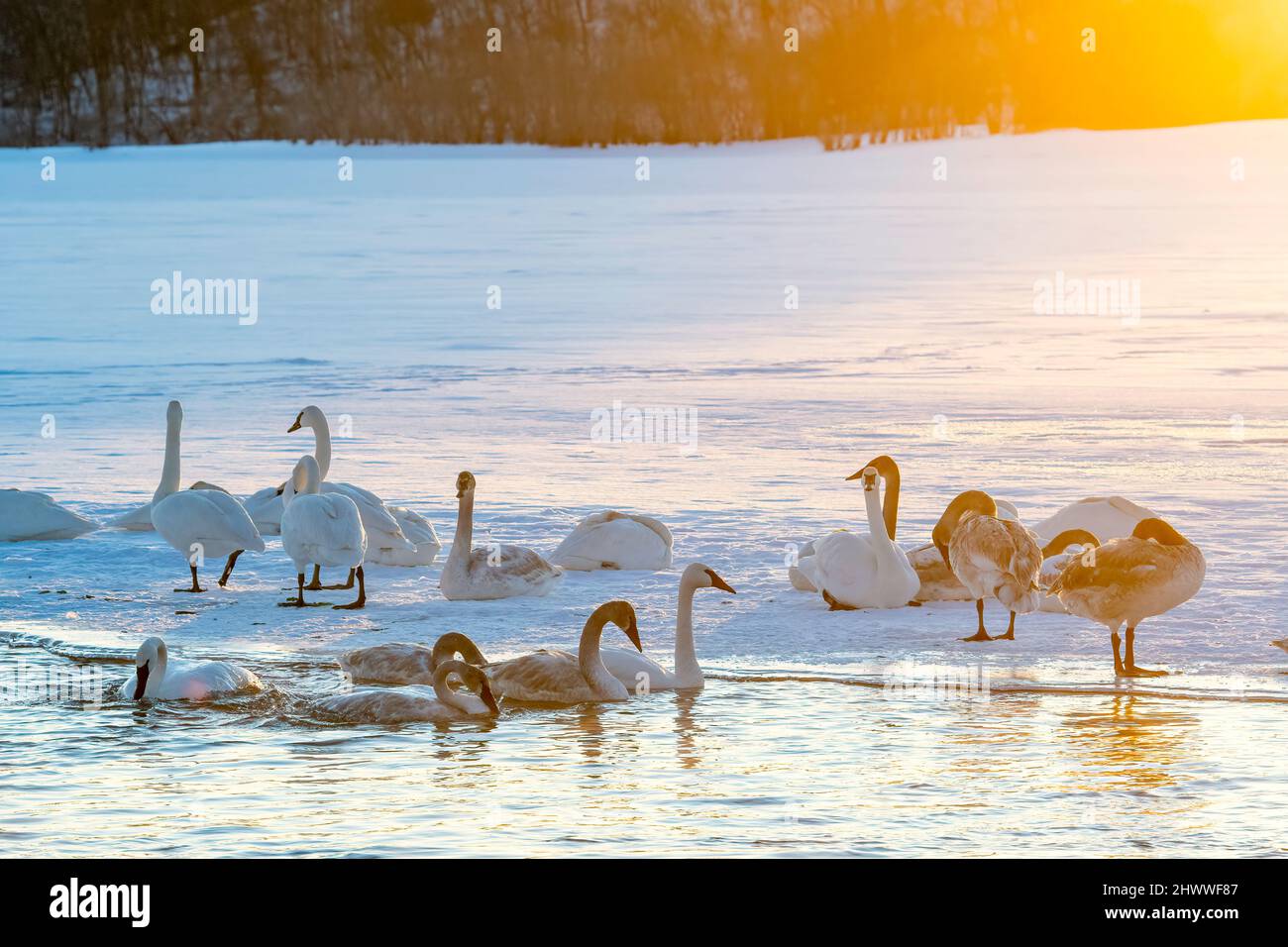 Trumpeter swans (Cygnus buccinator), Sunrise, St. Croix river, Wisconsin, Winter, USA, by Dominique Braud/Dembinsky Photo Assoc Stock Photo