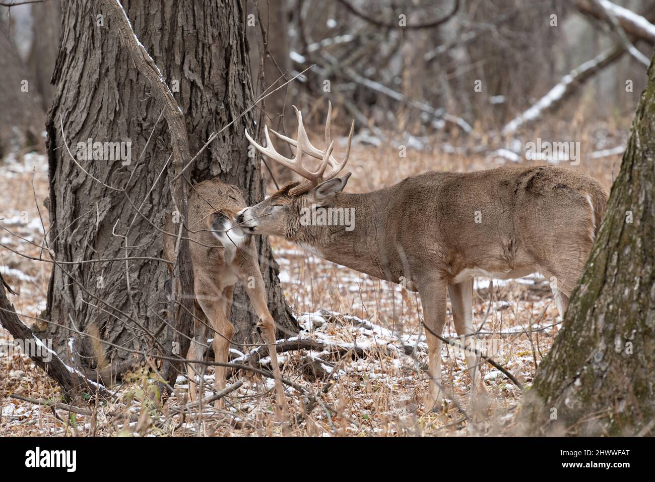 White-tailed deer (Odocoileus virginianus), buck smelling female, ready to mate, Autumn, E. North America, by Dominique Braud/Dembinsky Photo Assoc Stock Photo