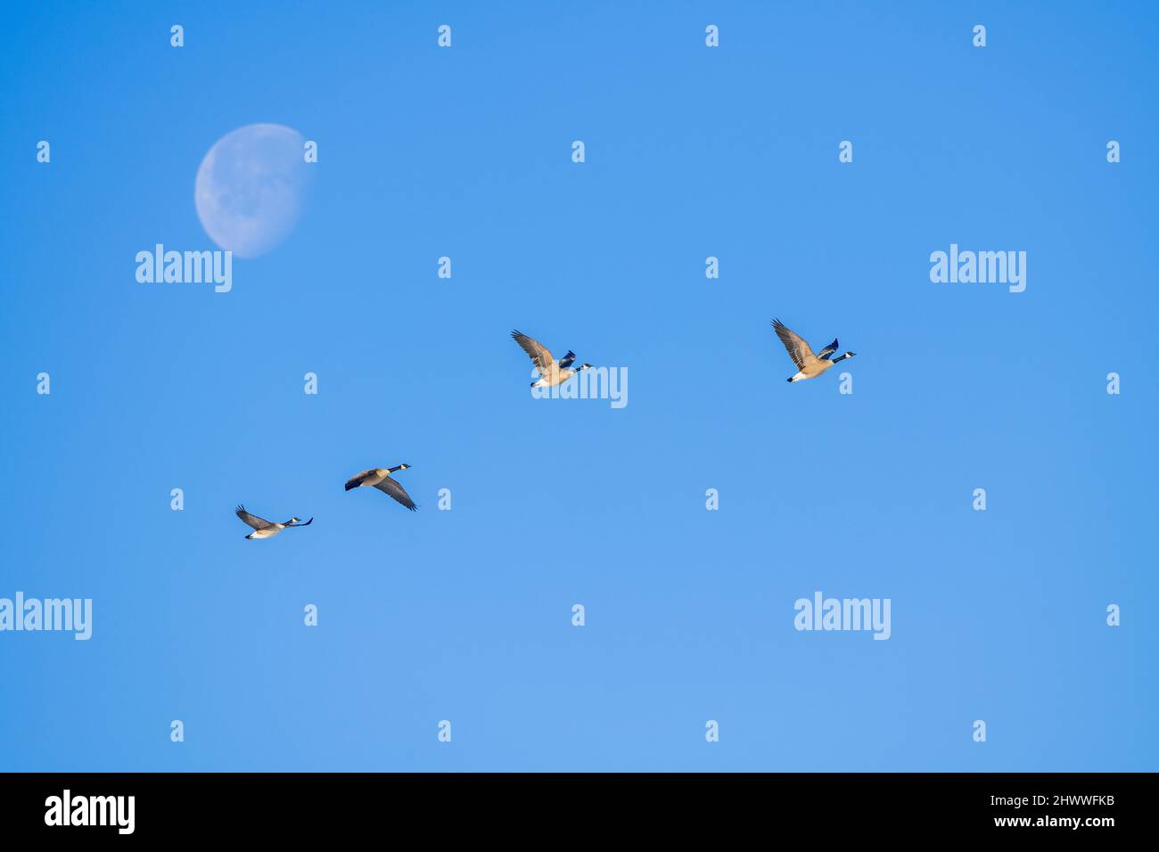 Canada geese (Branta canadensis) flying across sky, moon, E North America, by Dominique Braud/Dembinsky Photo Assoc Stock Photo