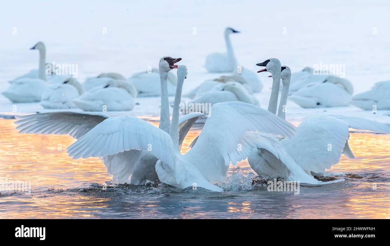 Trumpeter swans squabbling (Cygnus buccinator), St. Croix river, Wisconsin, USA, by Dominique Braud/Dembinsky Photo Assoc Stock Photo