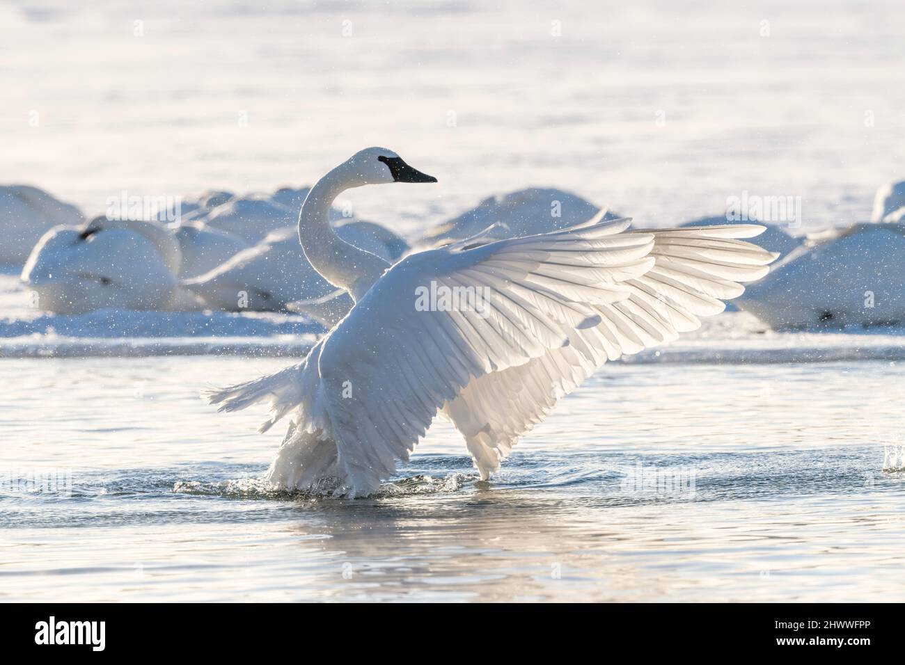 Trumpeter swans (Cygnus buccinator) stretching wings, St Croix river, Winter, WI, USA, by Dominique Braud/Dembinsky Photo Assoc Stock Photo