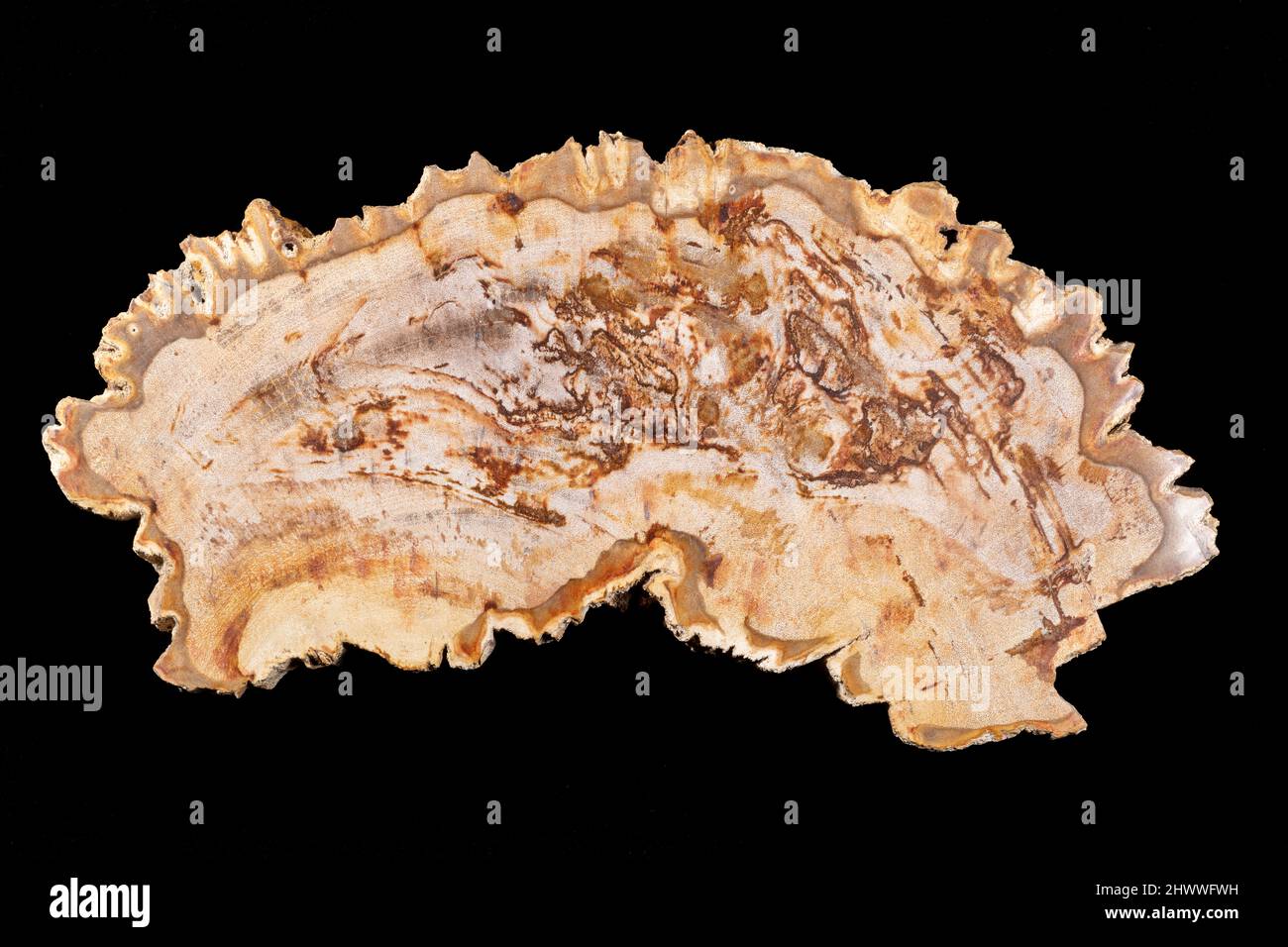 Cross section of petrified wood, shows empty cells depleted of their original organic material, Arizona, USA, by Dominique Braud/Dembinsky Photo Assoc Stock Photo
