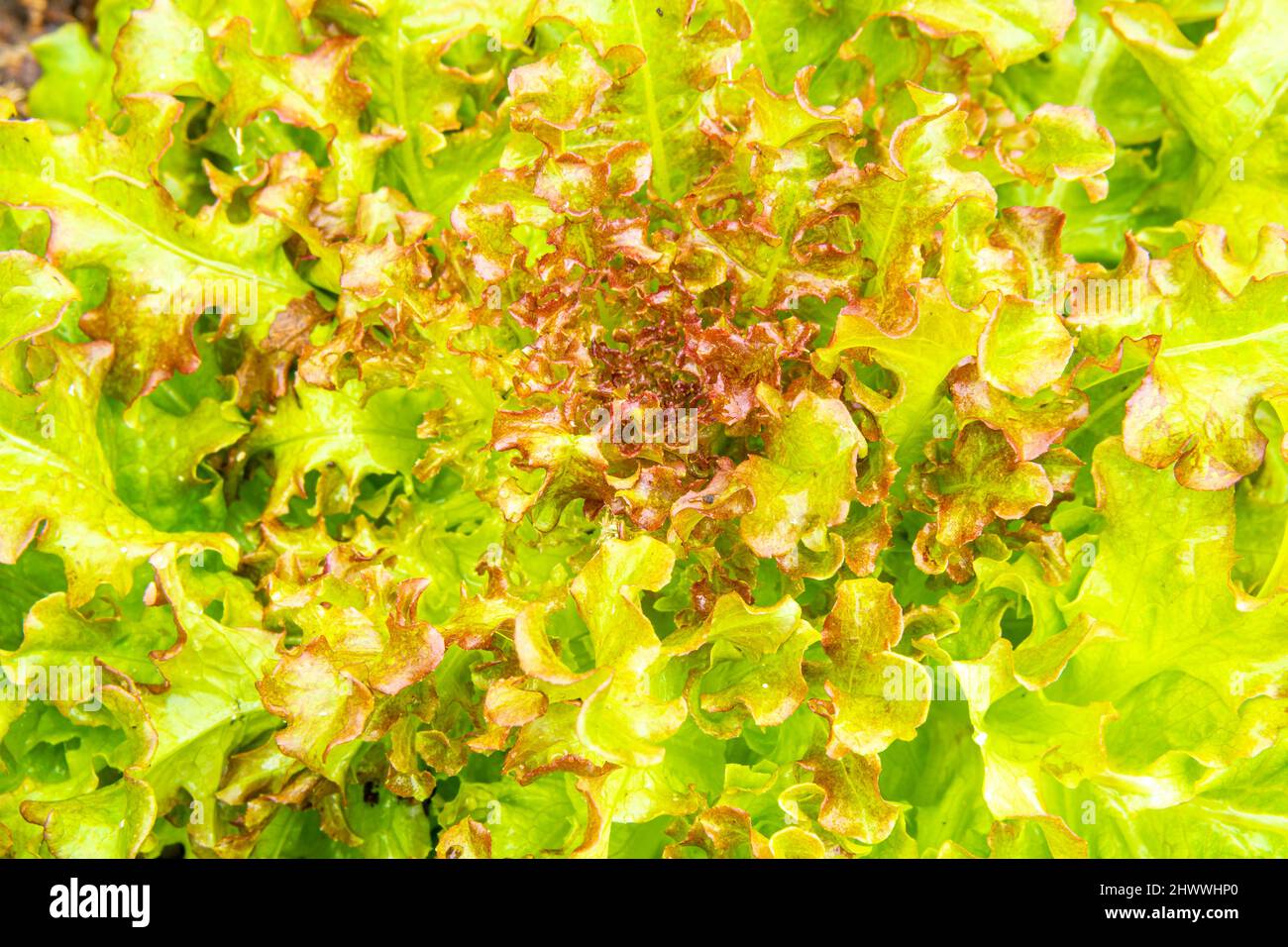 Coral lettuce with red border under the bright rays of the sun, selective focus Stock Photo
