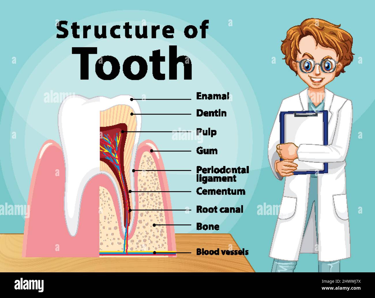 Infographic of human in structure of tooth illustration Stock Vector