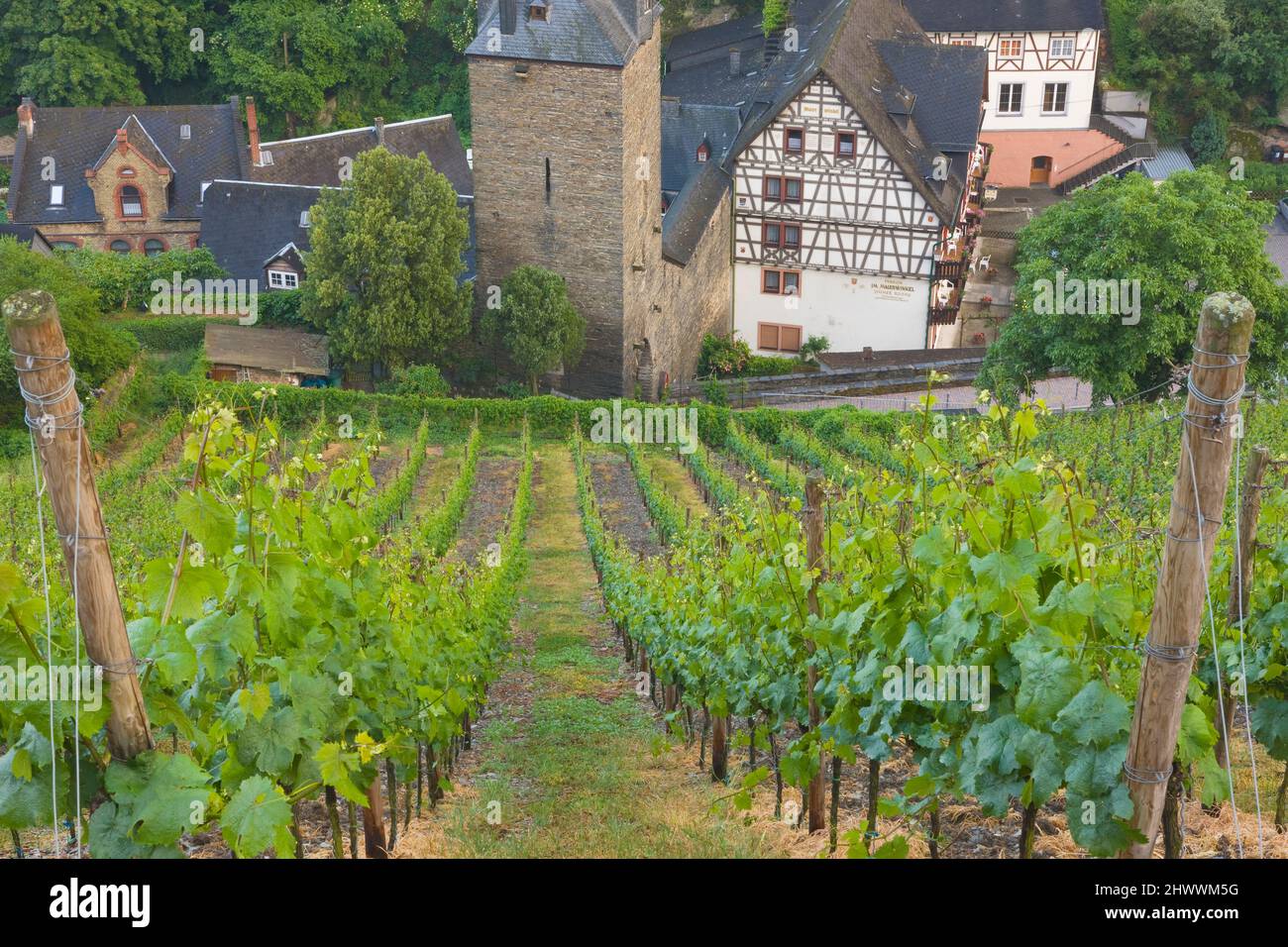 Overview of vineyards surrounding Bacharach, Rhineland-Palatinate, Germany Stock Photo