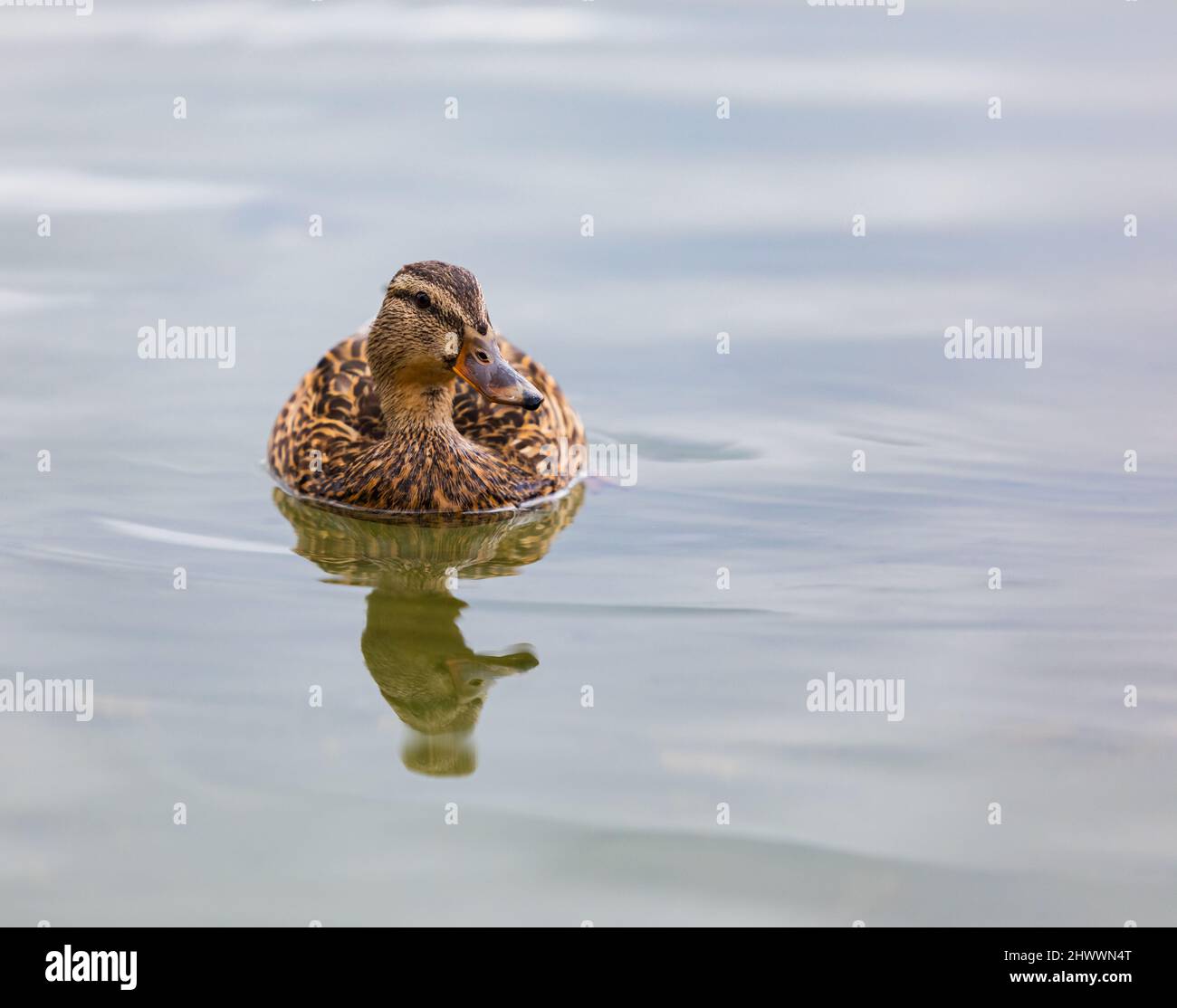 The travelling duck