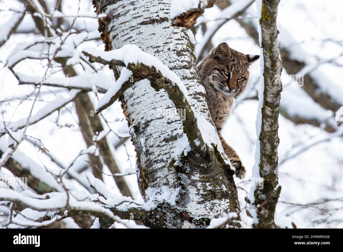 Bobcat (Felis rufus) sitting in a Wisconsin poplar tree in November, horizontal Stock Photo