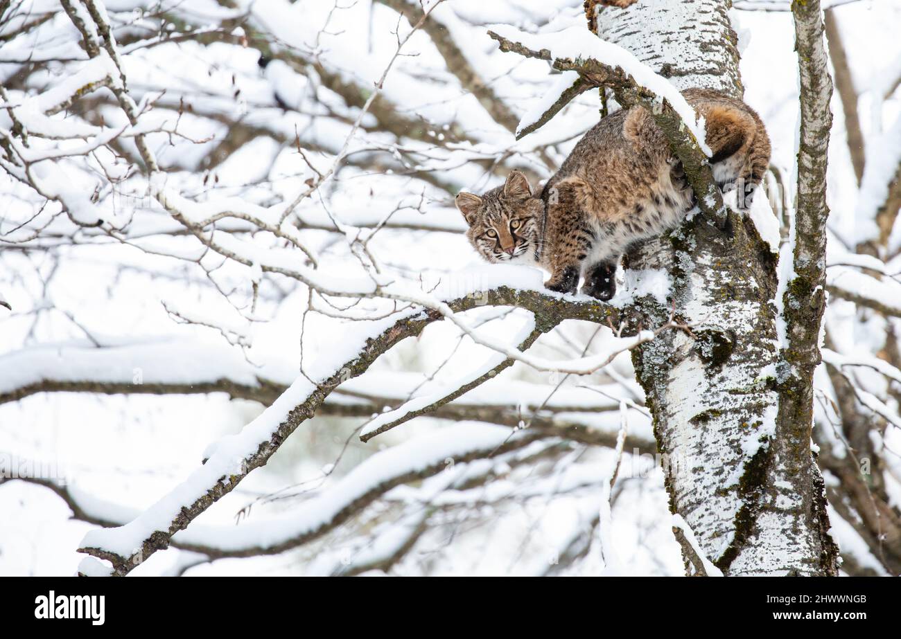 Bobcat (Felis rufus) climbing a Wisconsin poplar tree in November, vertical Stock Photo