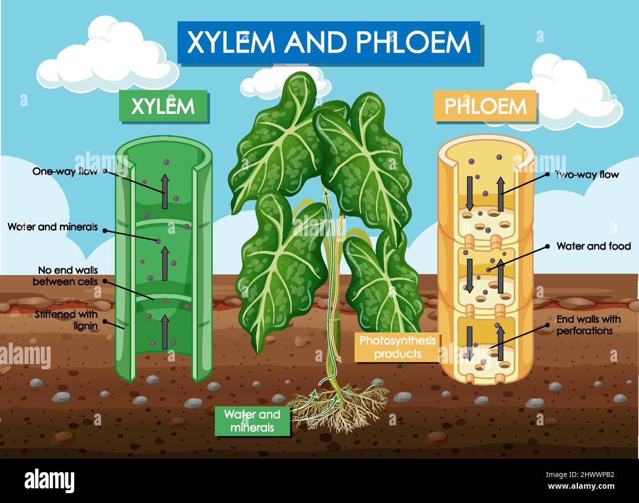 Diagram showing xylem and phloem plant illustration Stock Vector Image