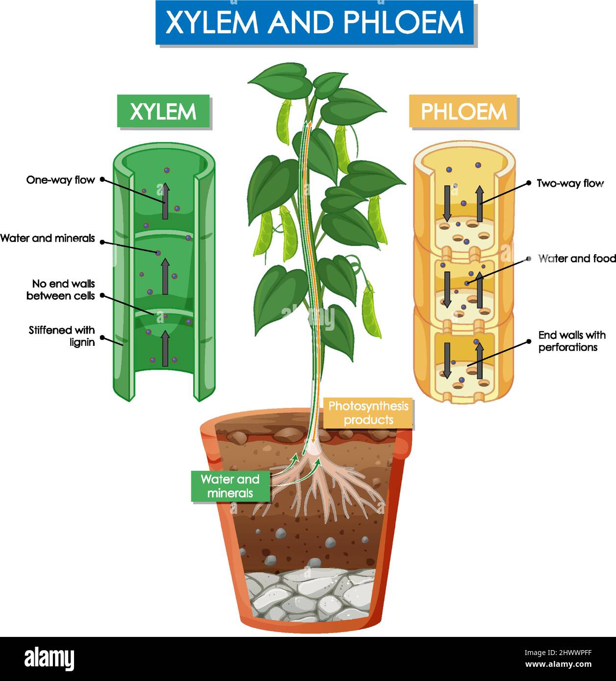 Diagram showing xylem and phloem plant illustration Stock Vector Image