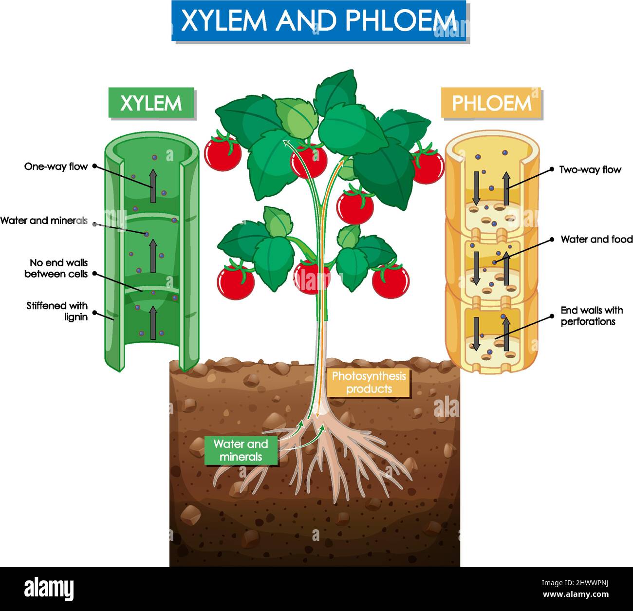 Diagram showing xylem and phloem plant illustration Stock Vector Image