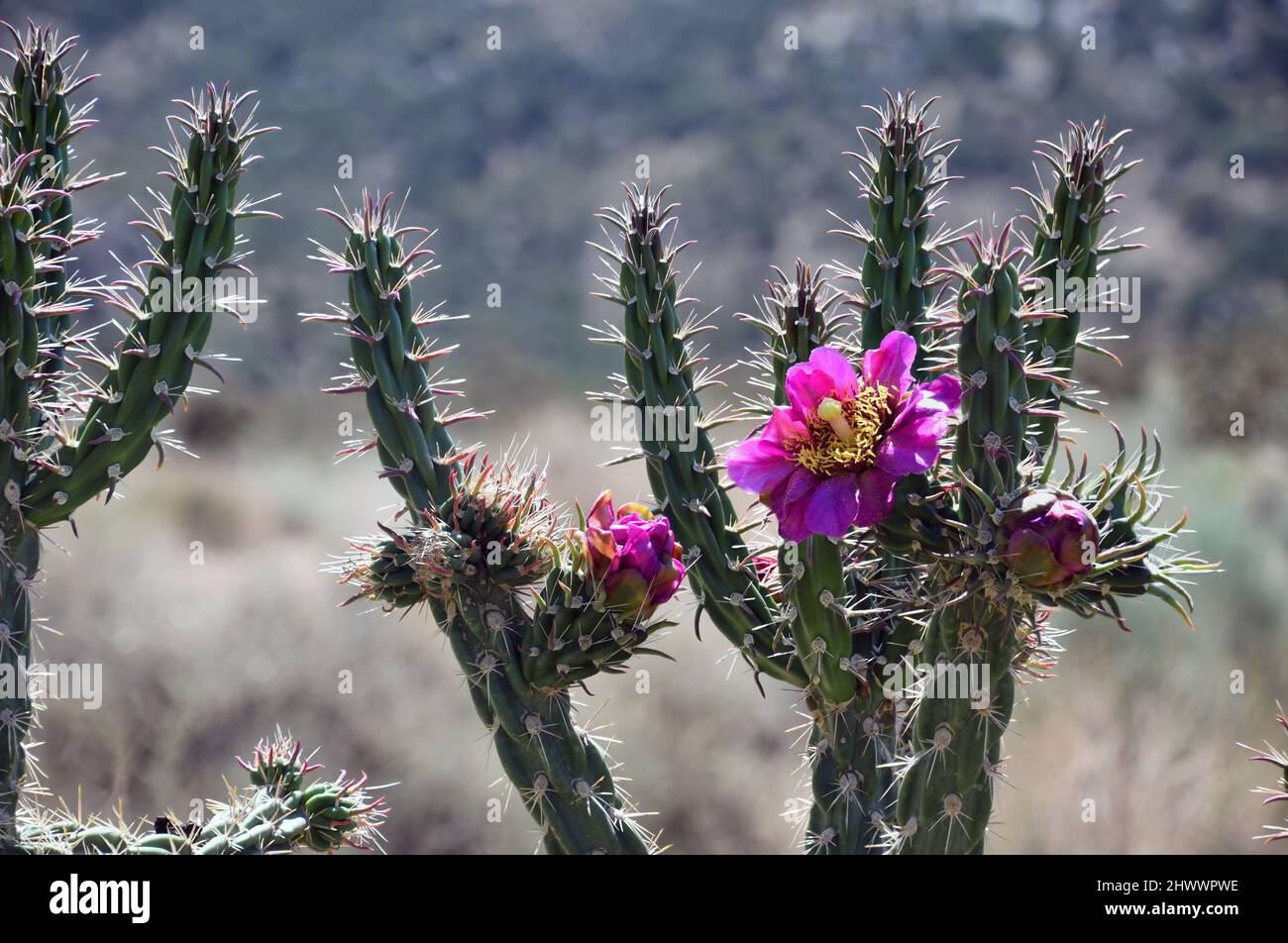 Calla Cactus Blooming Varicolored Cholla Cactus blooming in Springtime on the Rio ...