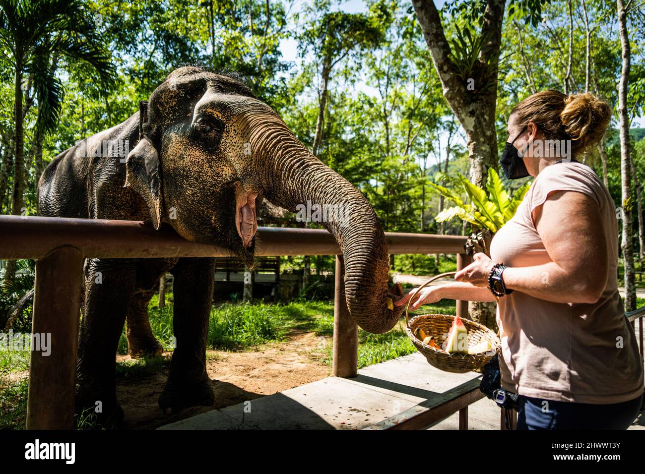Phuket, Thailand. 08th Mar, 2022. A woman feeds watermelon to a disabled  elephant at Phuket Elephant Sanctuary. Tourism returns to Phuket as  Thailand re-opens to fully-vaccinated international tourists by relaxing  restrictions to '
