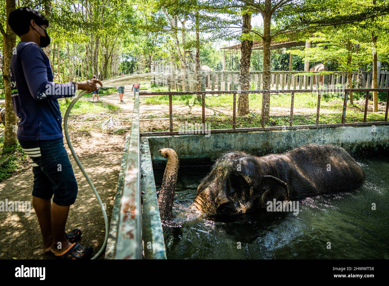 An elderly elephant with a broken leg does hydrotherapy at Phuket Animal  Sanctuary. Tourism returns to Phuket as Thailand re-opens to  fully-vaccinated international tourists by relaxing restrictions to 'Test  and Go,' its