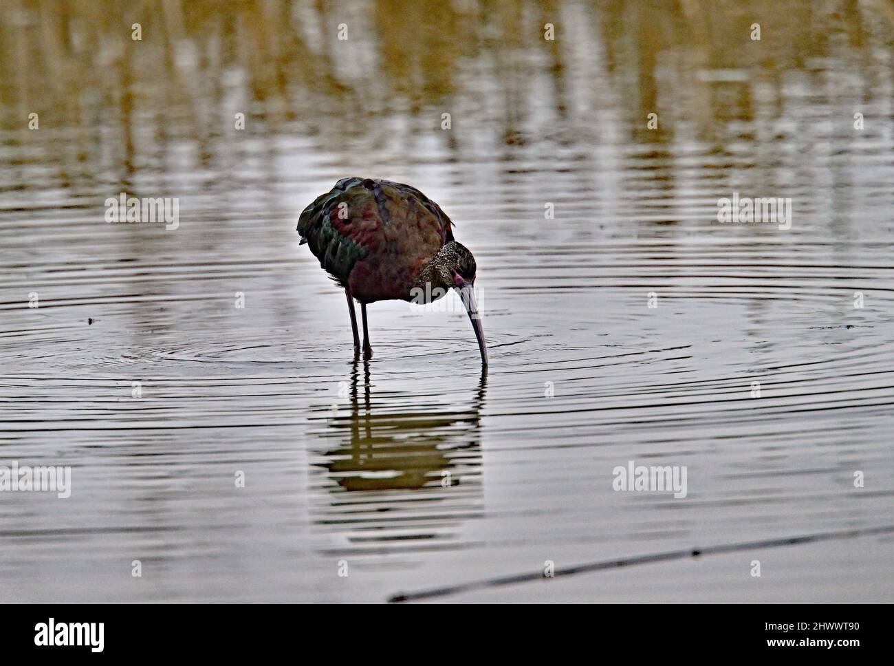 Whitefaced Ibis Plegadis chihi Stock Photo Alamy