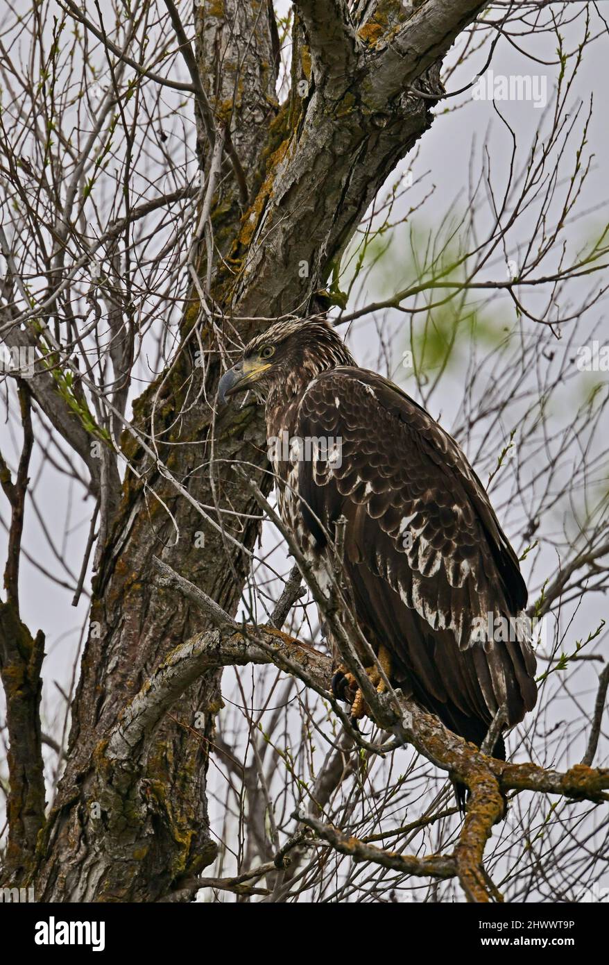 Juvenile Bald Eagle - Haliaeetus leucocephalus Stock Photo - Alamy