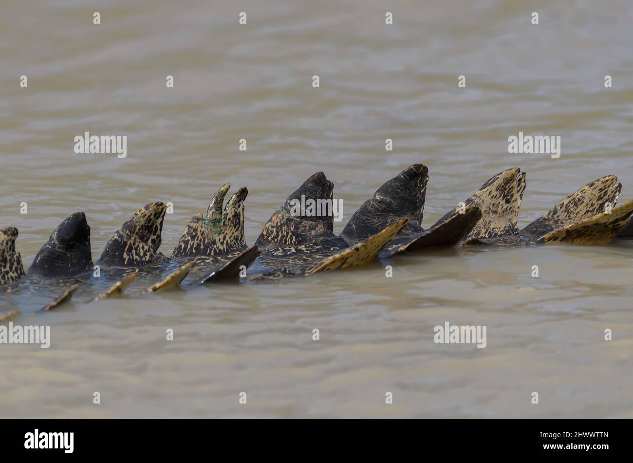 A close up of the scales on a large crocodile in the Yellow Water billabong, Kakadu, Northern Territory, Australia Stock Photo
