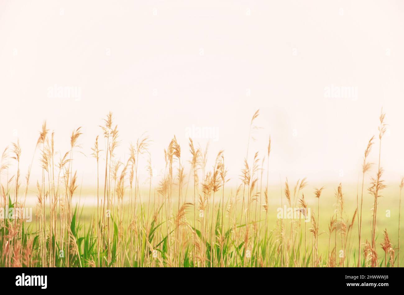 Natural background soft focus landscape saltmarsh with common reeds in the fog with copy space, empty space room for text Stock Photo