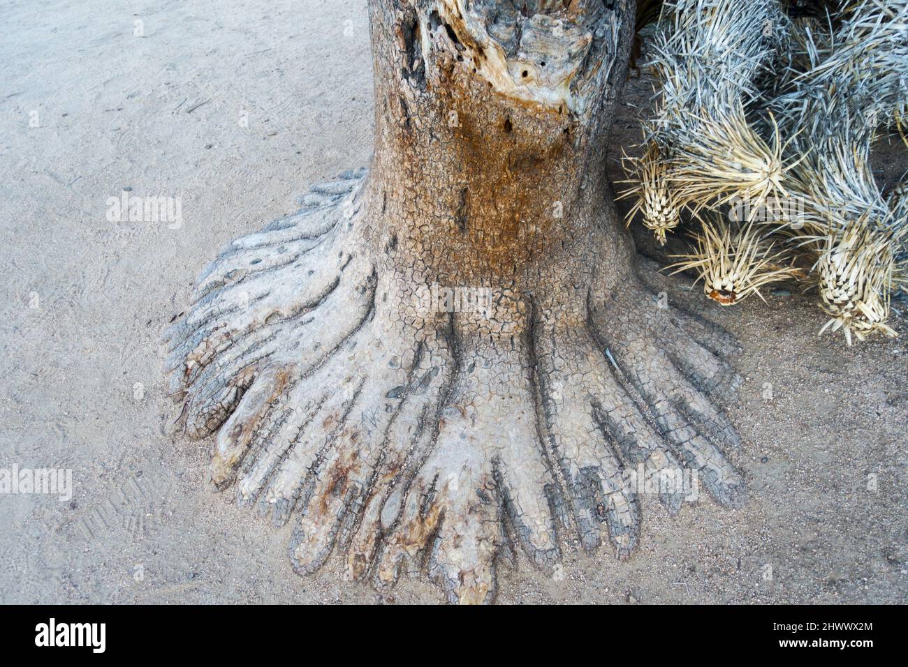 Barren Desert Plant Exposed Roots Resembling multi finger foot. Scenic Barker Dam Hiking Trail in Joshua Tree National Park, California USA Stock Photo